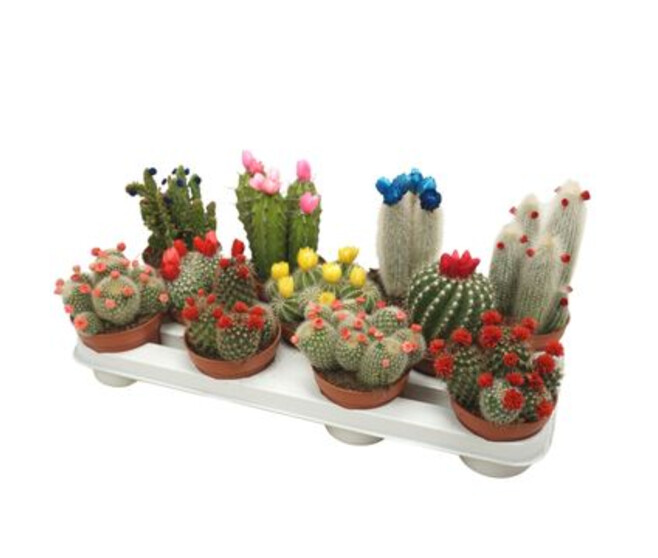 CACTUS VARIES