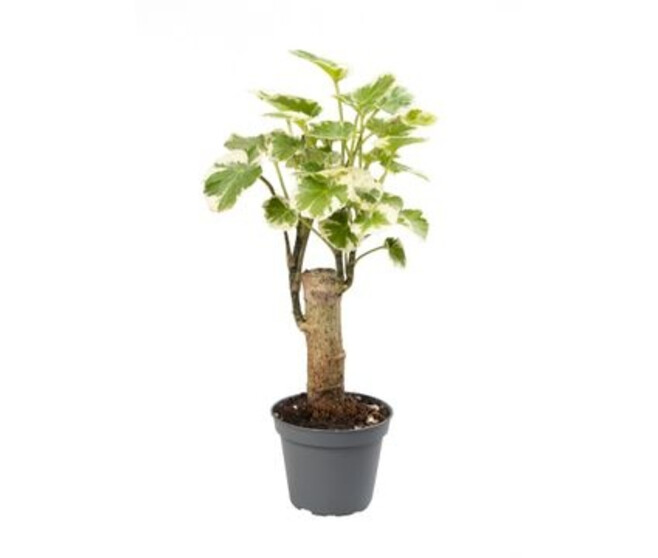 ARALIA POLYSCIAS BALFOURIANA TIGE