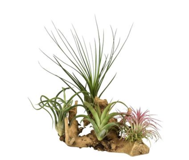 TILLANDSIA SUPPORT BOIS