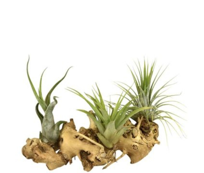 TILLANDSIA SUPPORT BOIS