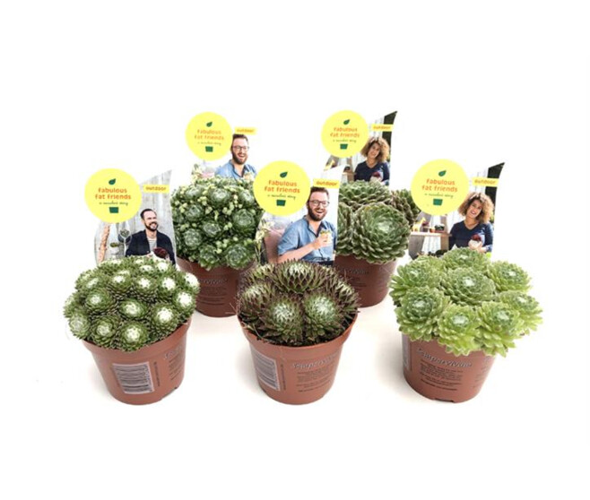 SEMPERVIVUM