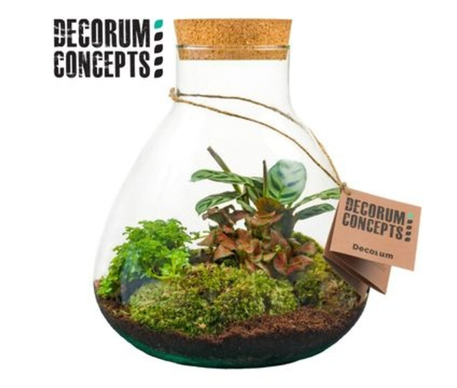 COMPO 3 PLANTES VERRE