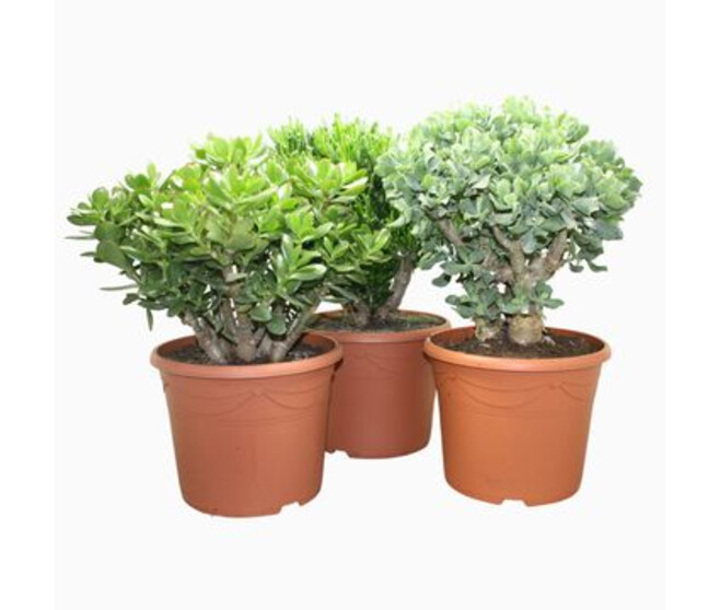 CRASSULA VARIES