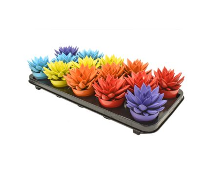 ECHEVERIA MIRANDA TEINTE VARIE