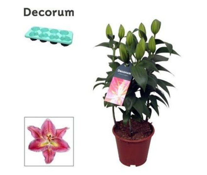 LILIUM ORIENTAL 3PP ROSE
