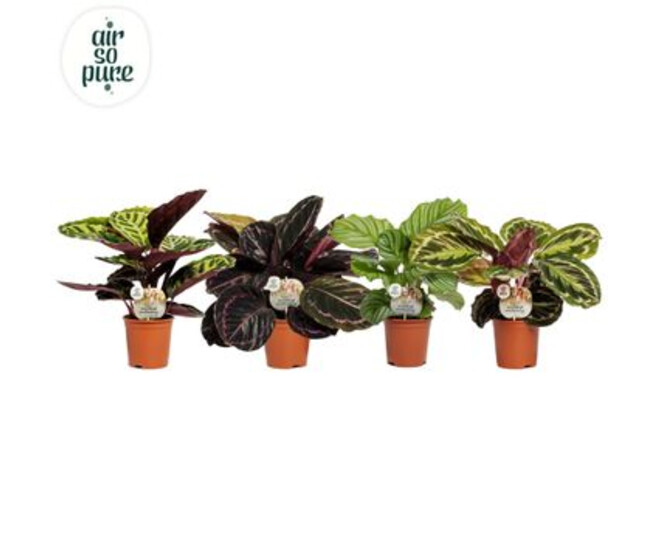 CALATHEA ROSEOPICTA VARIE