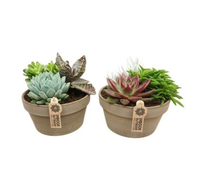COMPO SUCCULENTES X3 P TERRE