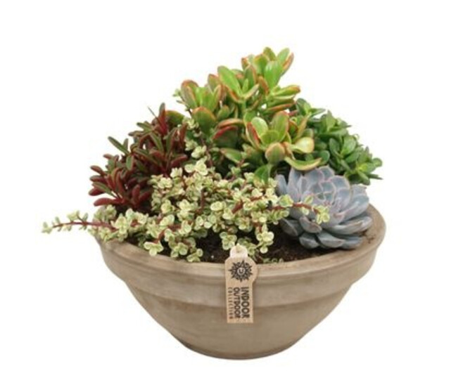 COMPO SUCCULENTES X5 P TERRE