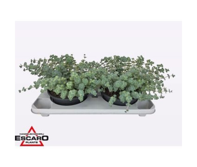 SEDUM SIEBOLDII