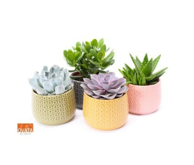 SUCCULENTE VARIEES CERAM