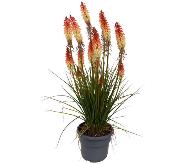 KNIPHOFIA UVARIA VANILLA POPSICLE