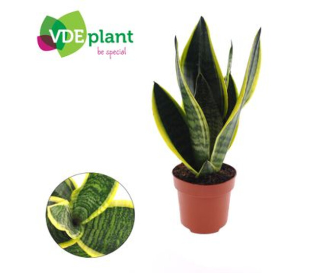 SANSEVIERIA FUTURA SUPERBA