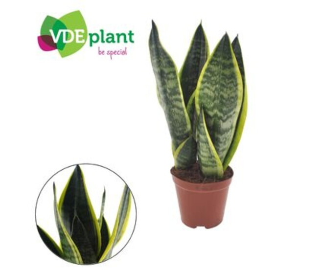 SANSEVIERIA FUTURA SUPERBA
