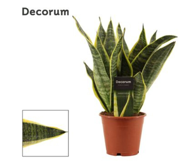 SANSEVIERIA FUTURA SUPERBA DECORUM