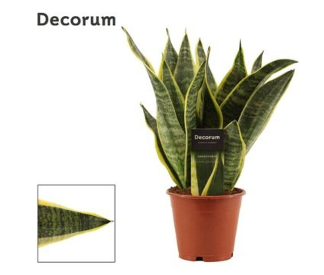 SANSEVIERIA FUTURA SUPERBA DECORUM