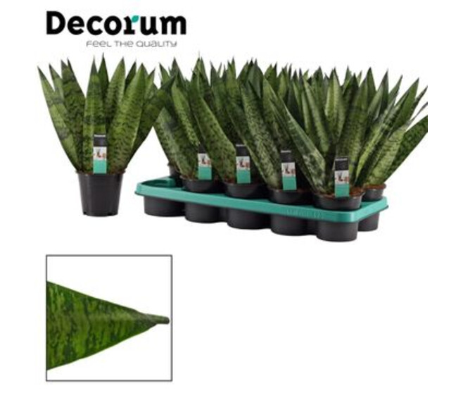 SANSEVIERIA ZEYLANICA FAN