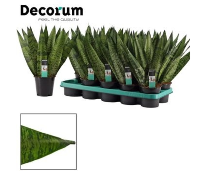 SANSEVIERIA ZEYLANICA FAN