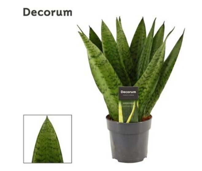 SANSEVIERIA ZEYLANICA FAN