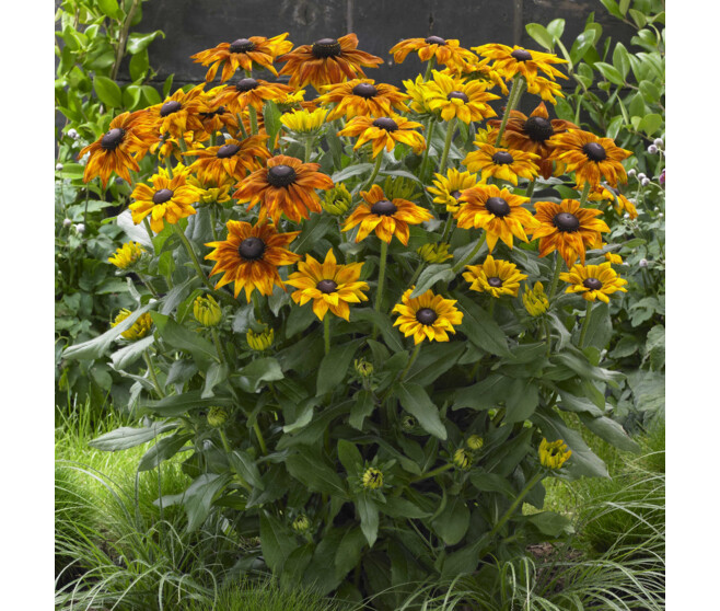 RUDBECKIA SUMMERINA YELLOW