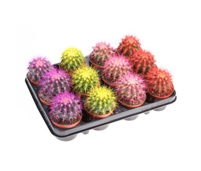 CACTUS ECHINOCACTUS GRUSONII TEINTE
