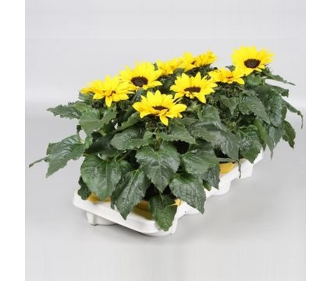 HELIANTHUS SUNSATION