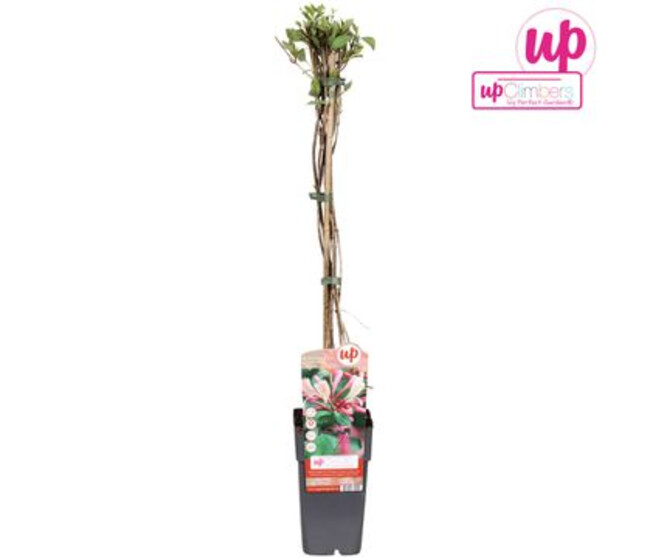 LONICERA