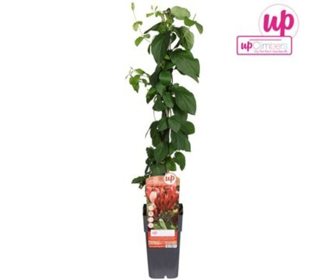 LONICERA