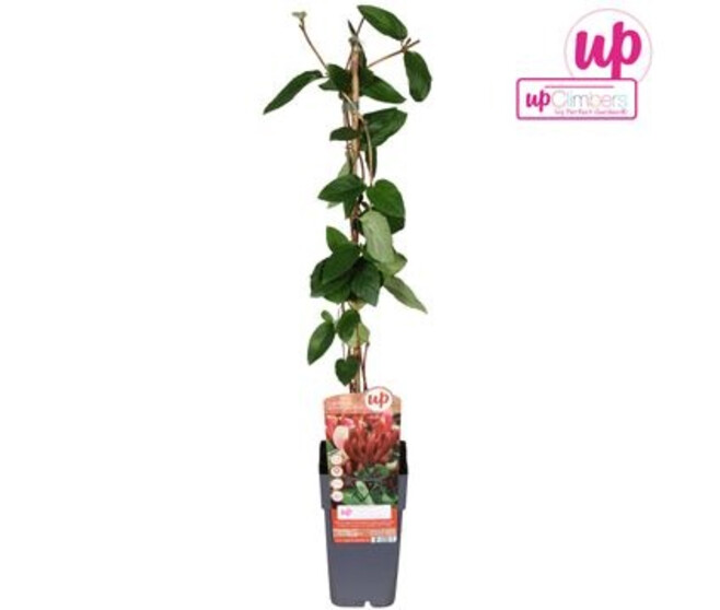 LONICERA RED WORLD