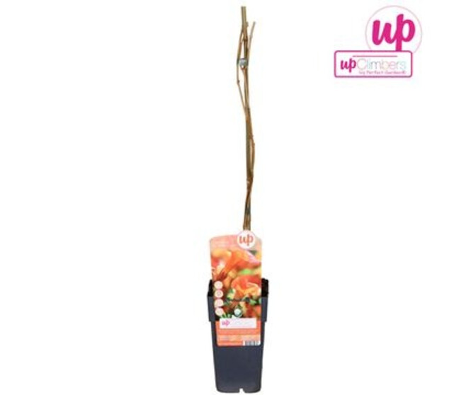 CAMPSIS MADAME GALEN