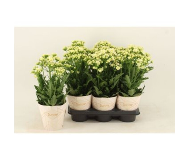 KALANCHOE SUNNY BLANC