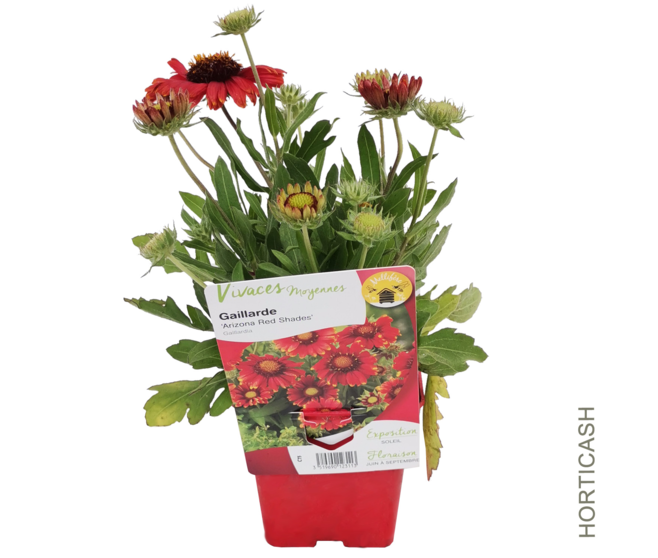 GAILLARDE ARIZONA RED SHADES