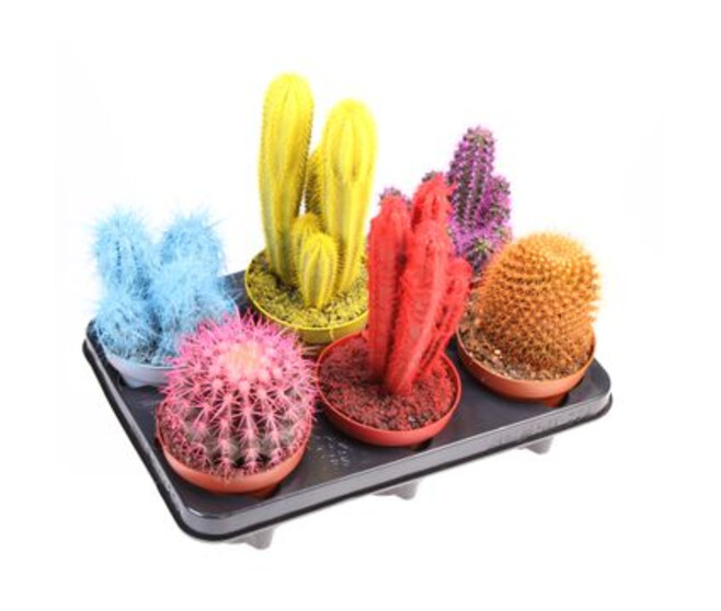 CACTUS VARIES TEINTE