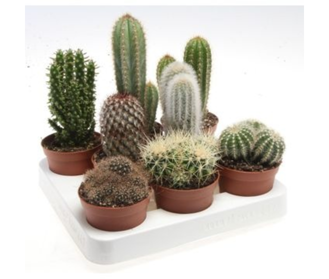 CACTUS VARIES