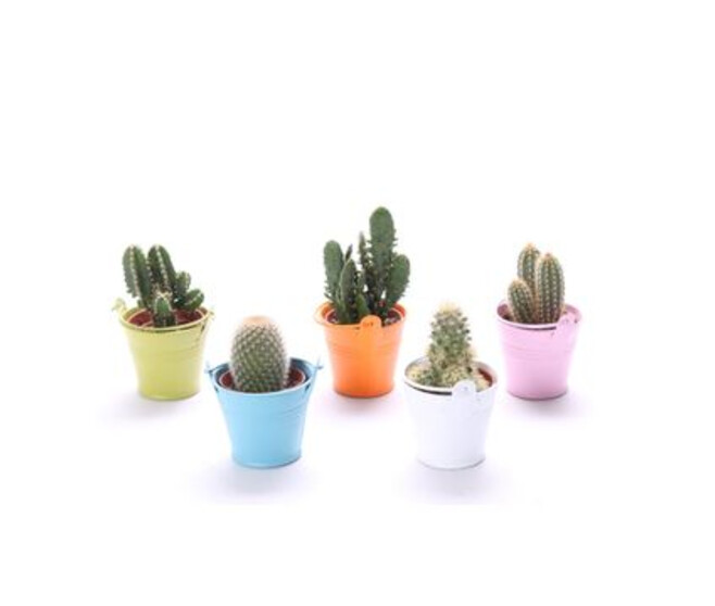 CACTUS SEAU ZINC