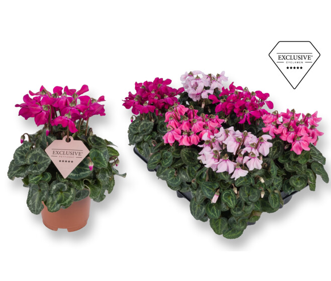 CYCLAMEN PETTICOAT VARIE 20CM