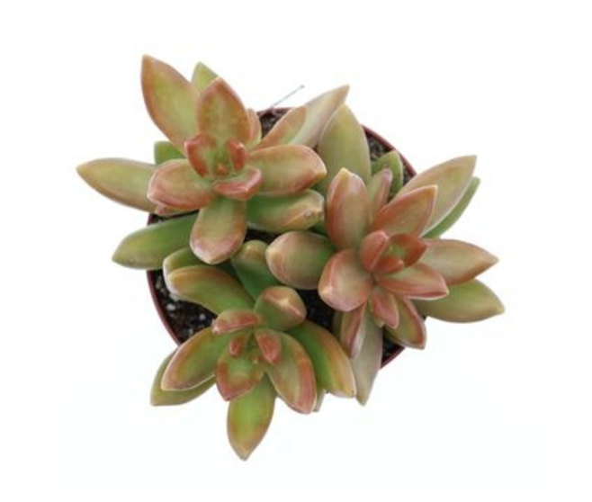 SEDUM NUSSBAUMERIANA
