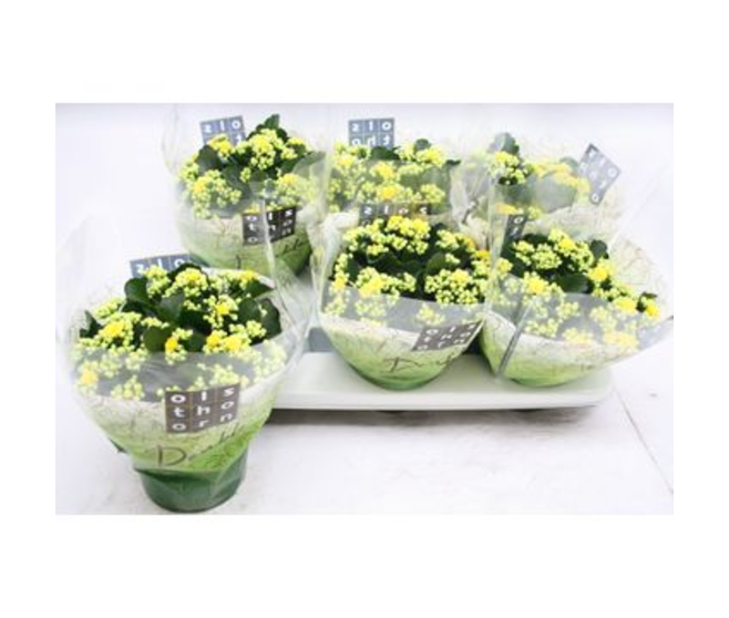 KALANCHOE FL DBLE JAUNE