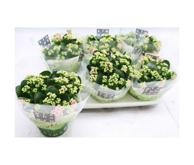 KALANCHOE FL DBLE ROSE