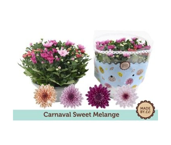 DENDRANTHEMA CARNAVAL COUPE