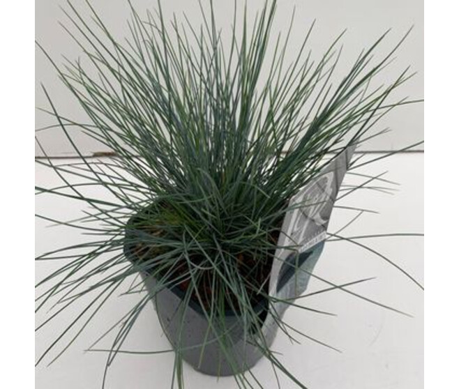 FESTUCA GLAUCA ELIJAH BLUE