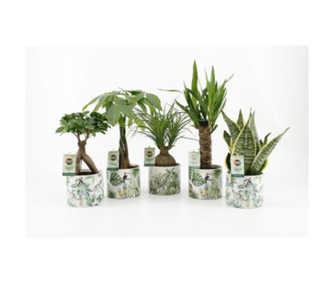 PLANTES VERTES CERAM DECO