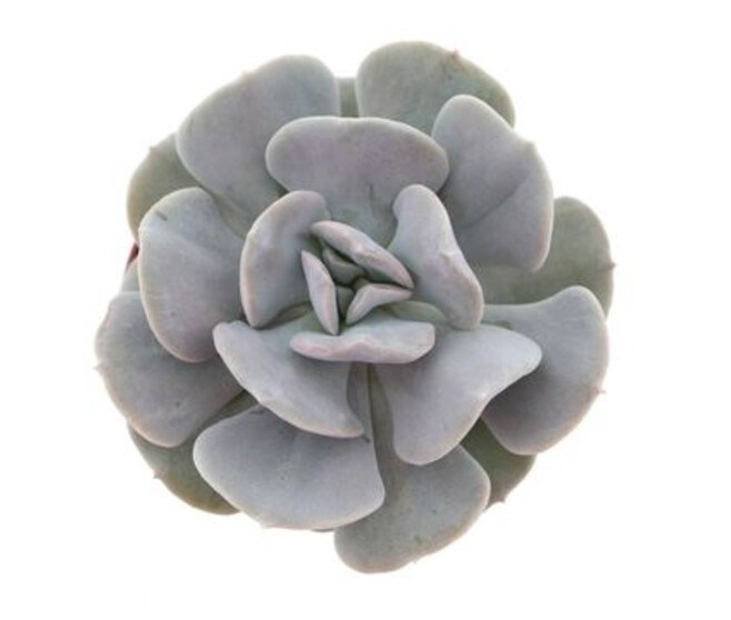ECHEVERIA QUEBEC