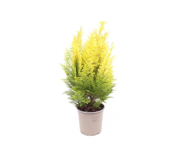 CHAMAECYPARIS LAWSONIANA