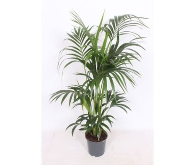 KENTIA FOSTERIANA 6PP