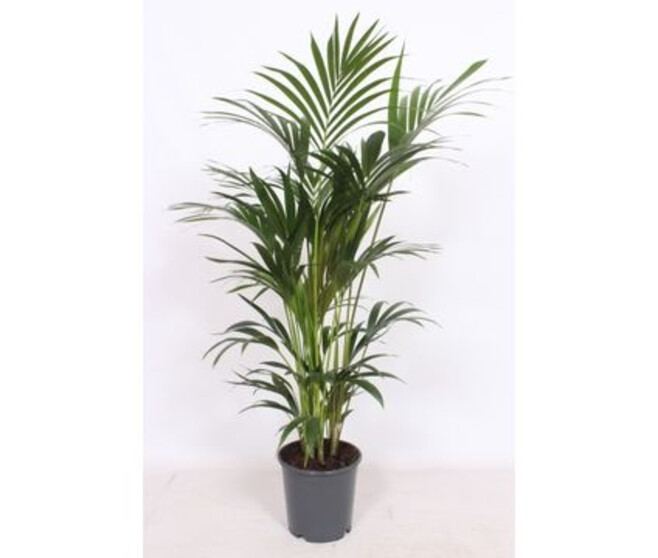 KENTIA FOSTERIANA 6PP