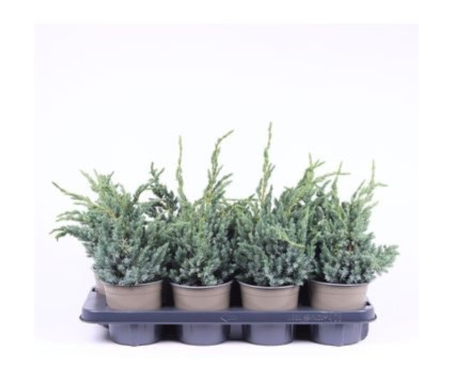 JUNIPERUS MEYERI