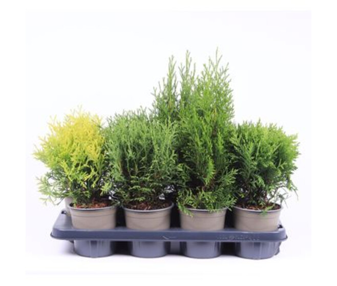 THUJA VARIE