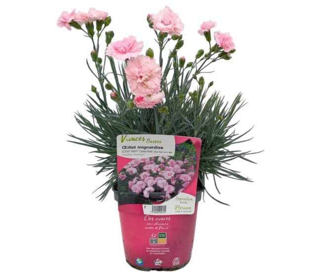 OEILLET PLUMARIUS CANDY FLOSS