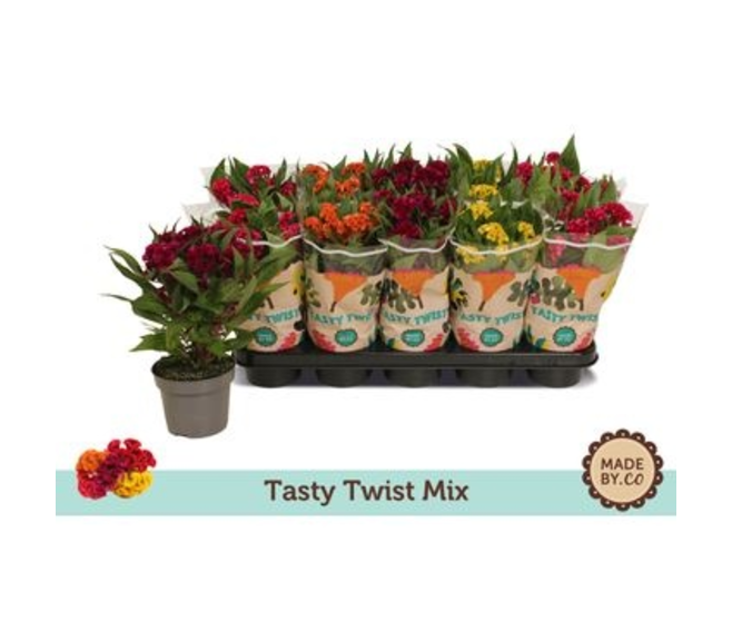 CELOSIE TWISTED VARIES