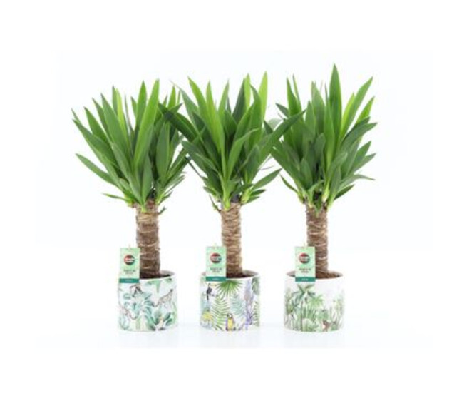 YUCCA CERAM JUNGLE